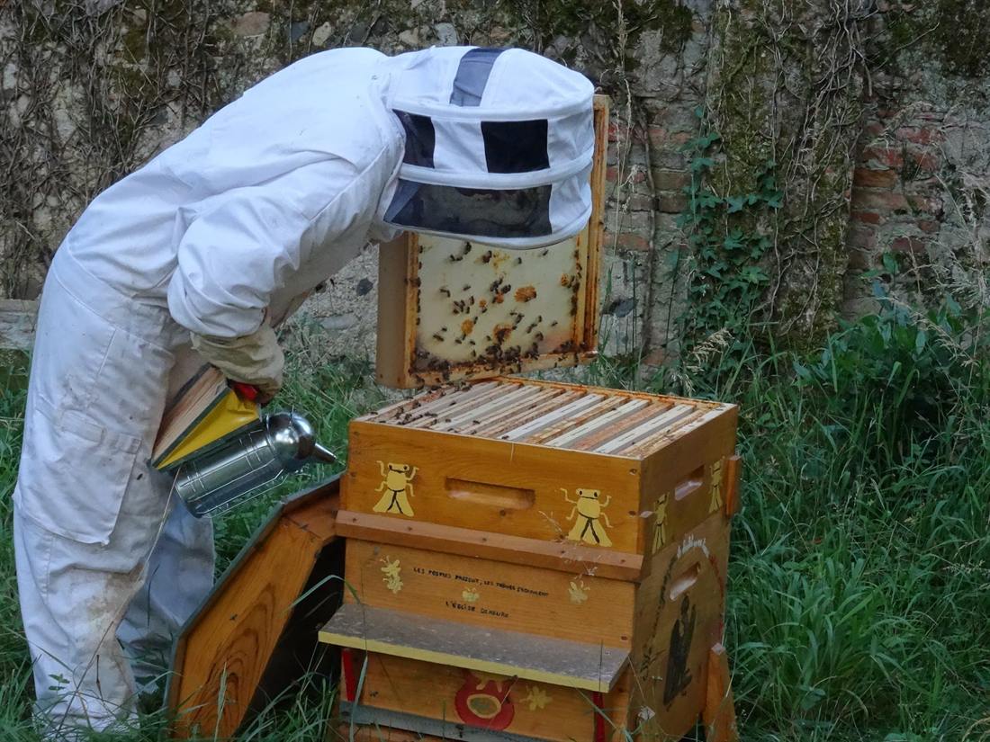 Working at an open hive on the estate.