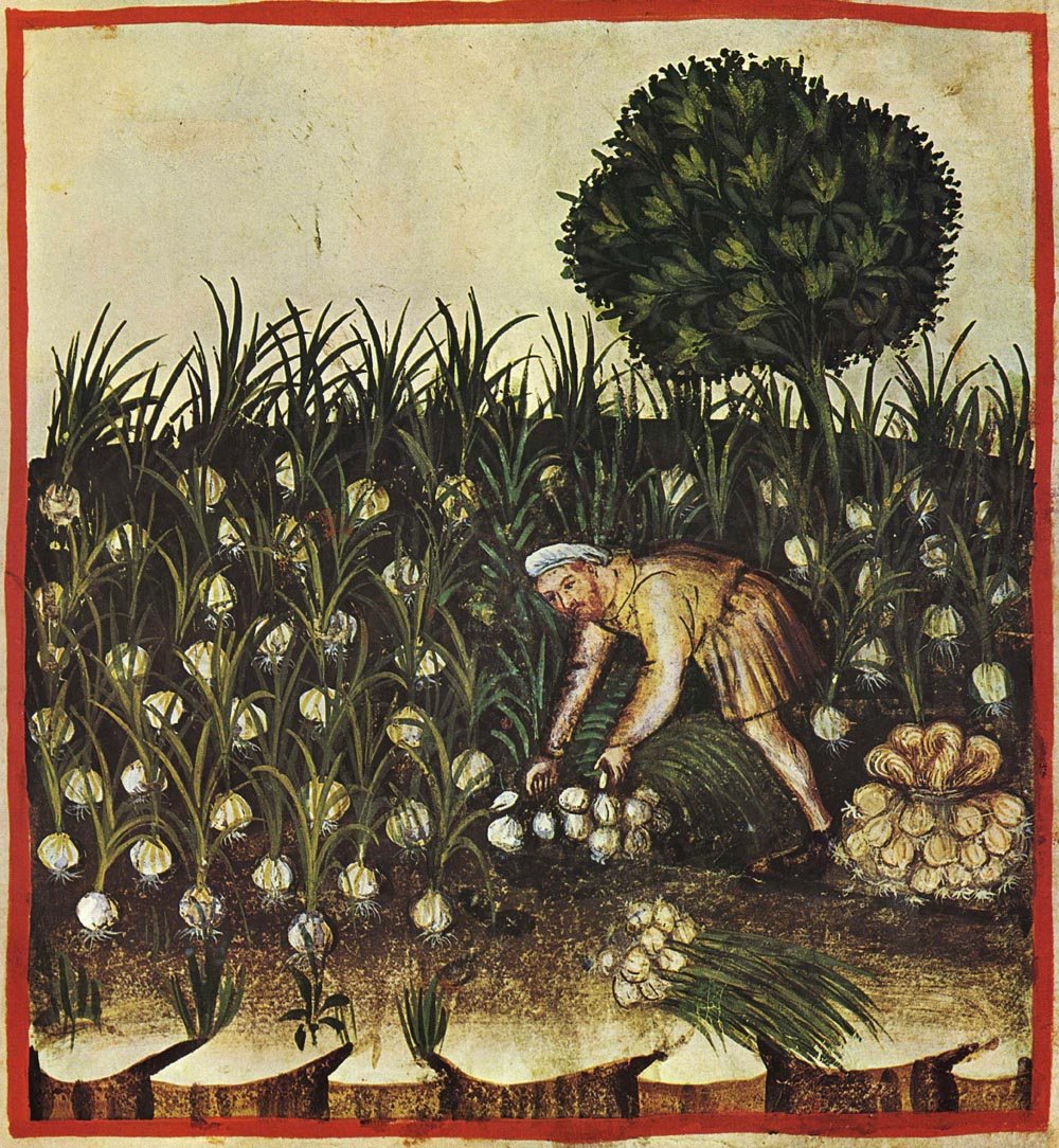 A medieval illumination of figures gathering vegetables from a cultivated bed.