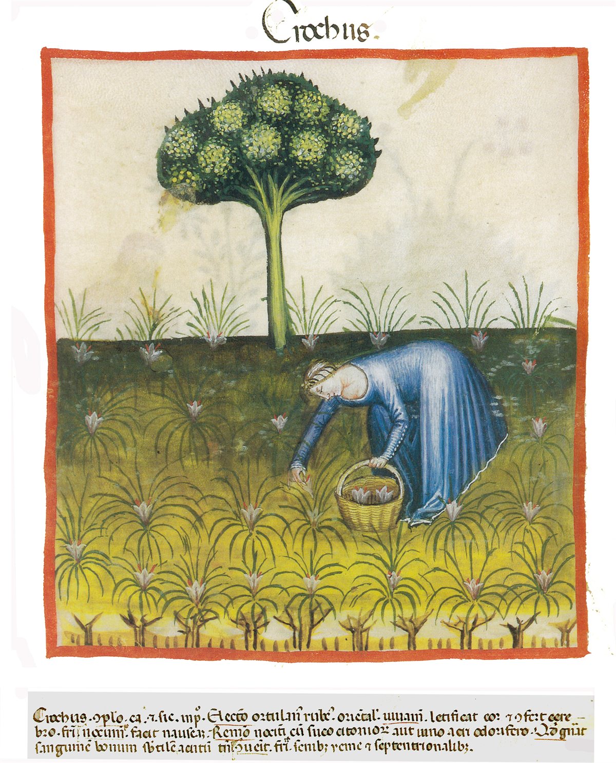 A medieval illumination titled Crochus: a woman in blue bending to pick crocus flowers into a basket in a field of them.