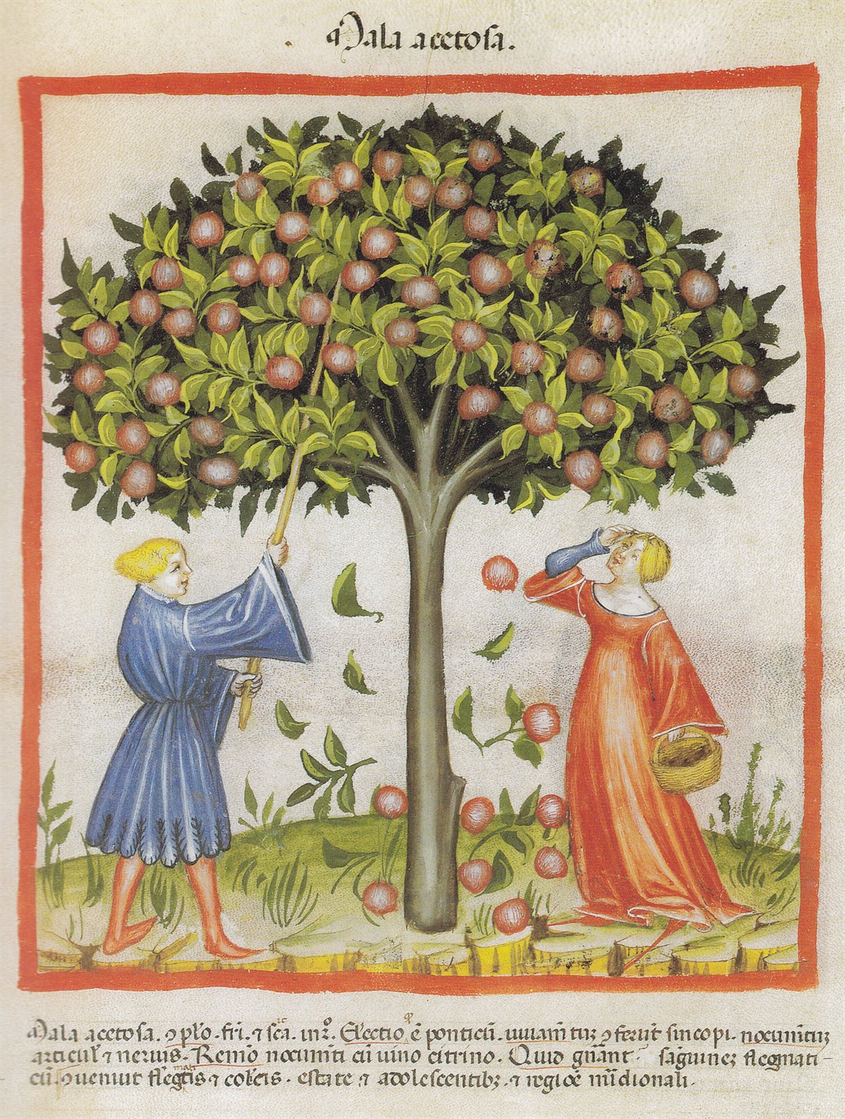 A medieval illumination of two figures picking apples from a laden tree into baskets.