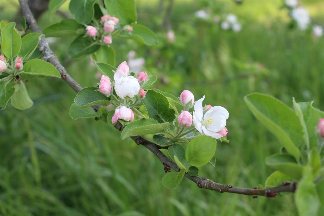 Apple blossom in close-up.