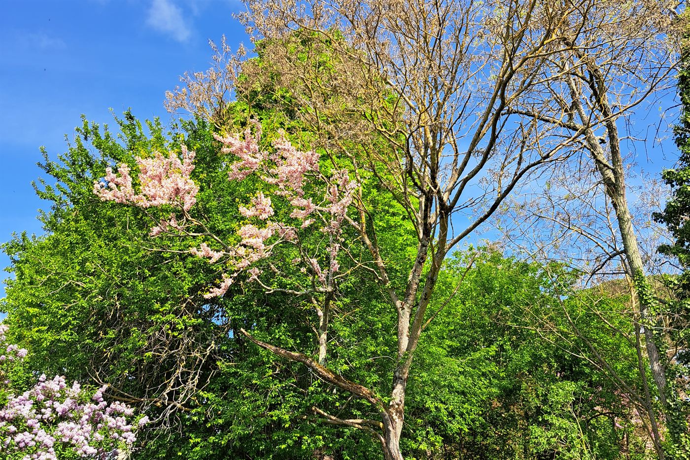Old trees in blossom against a blue spring sky.