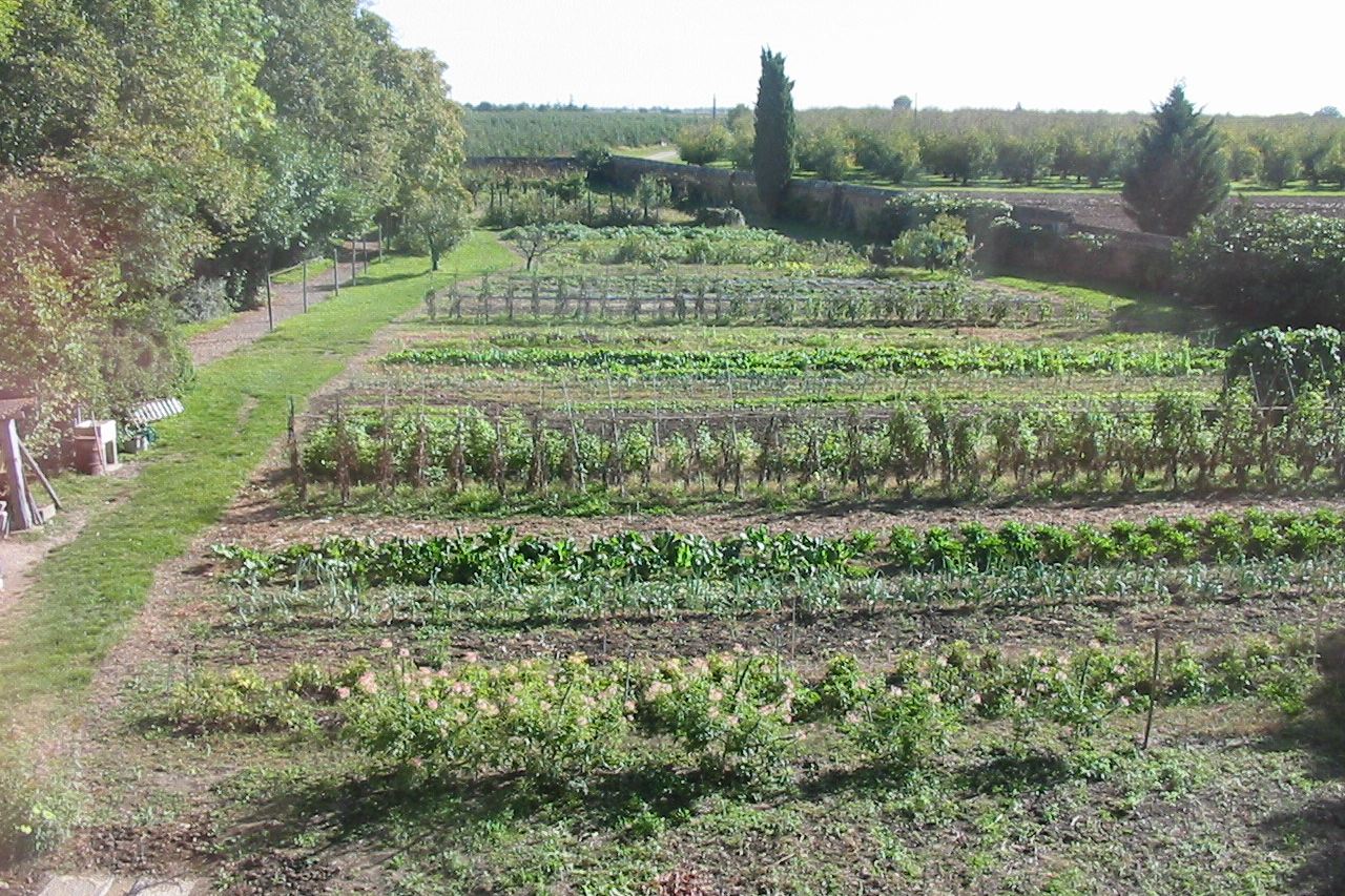 Long rows of beans, leeks and chard in the walled kitchen garden of the abbey, with the enclosure wall and orchard beyond.
