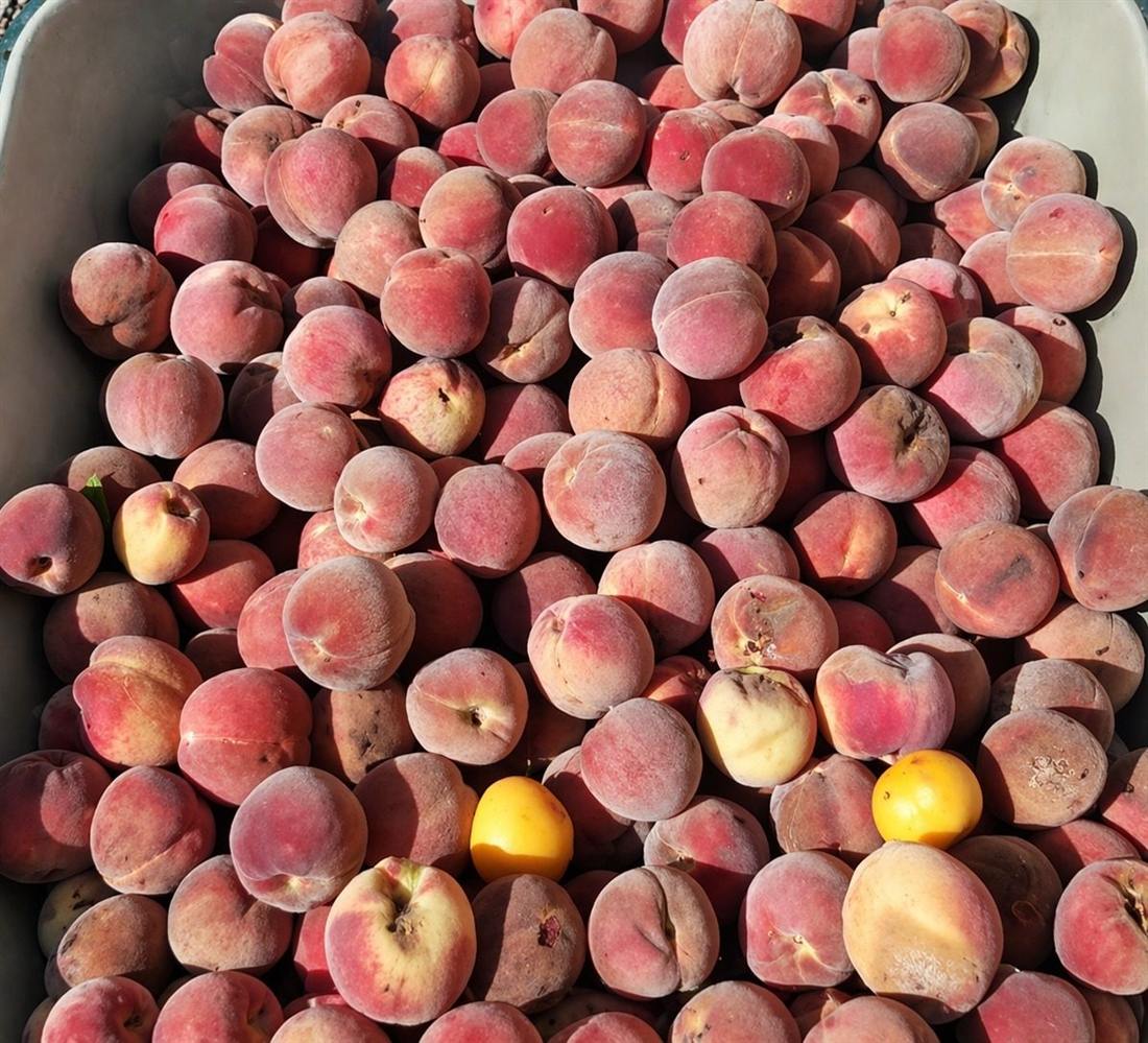 Ripe peaches in a crate, the bloom still on them, the flesh visibly soft under skin streaked red and gold.