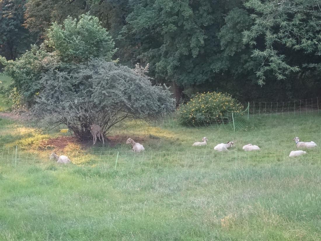 Open grassland on the estate with trees at the field edge.