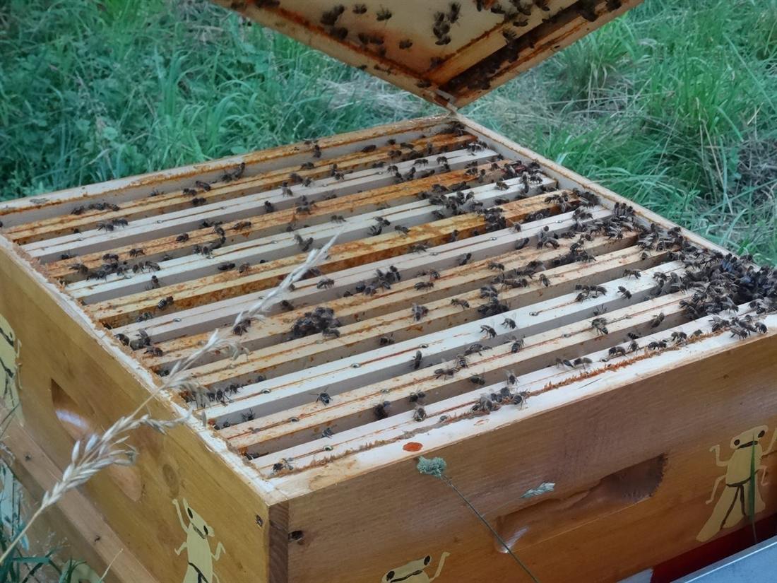 Hives set along the edge of the orchard.