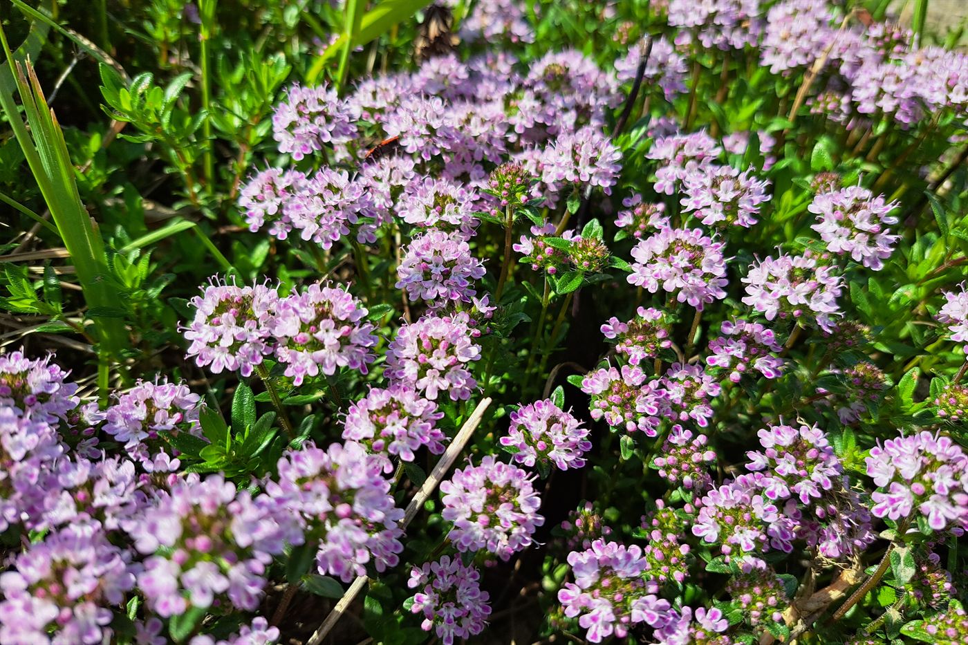Wild thyme in full flower, a dense mat of small mauve blooms.