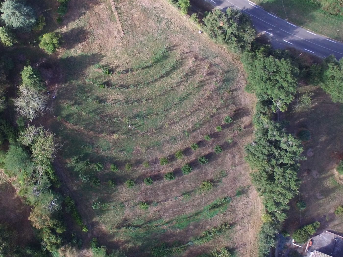 Aerial view of the conservation orchard, its rows curving in concentric arcs in the shape of a scallop shell.